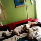 westie индекс