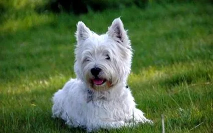terrier highland