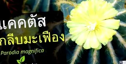 витамини витамини