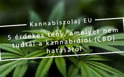 масло които