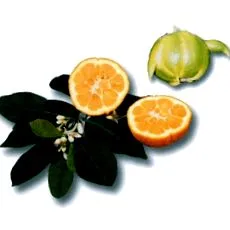 активни synephrine
