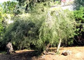 complexă complexă