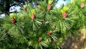 herbalop cedru