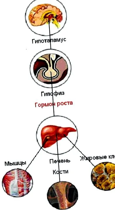 urinară vezică