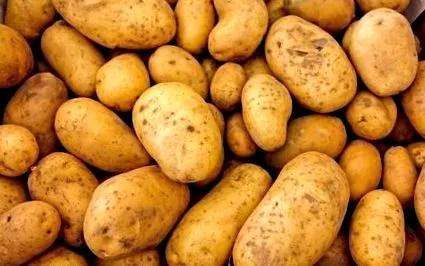 могат могат
