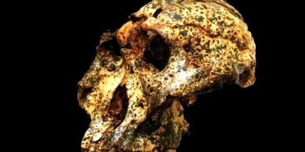 homo erectus