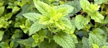 ankert citronalei