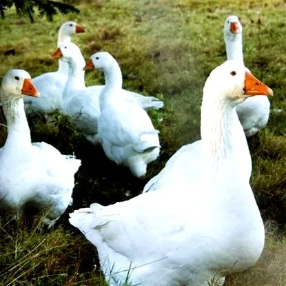 социално гъската