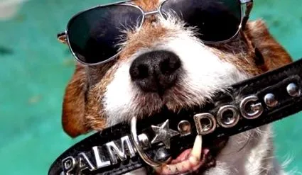 film câștigă