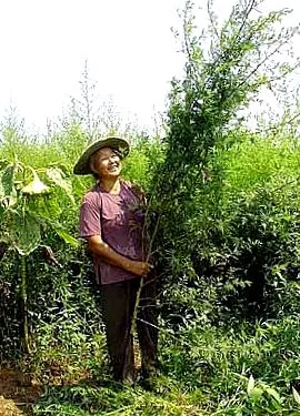 artemisinin ingredientul