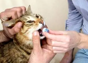 мъжкото коте