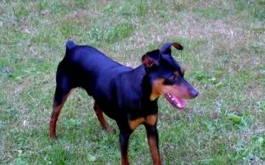 pitici pinzeri
