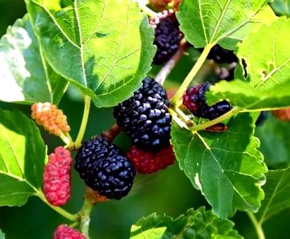 food ambrus