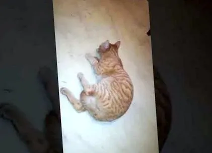 джена