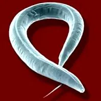 гельмінтів