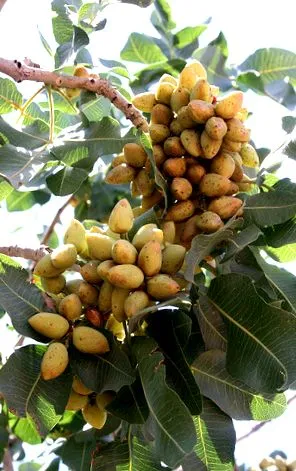 unei coloane
