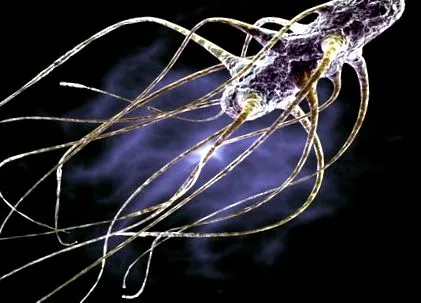 salmonella епидемия