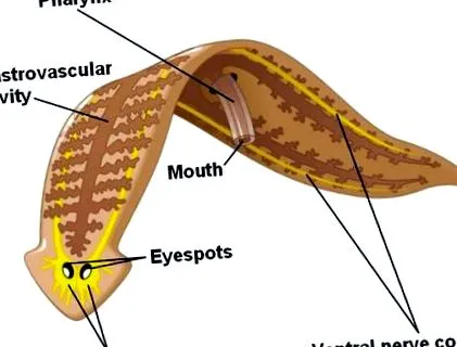 диета диета