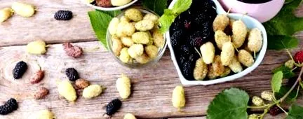 плід плід