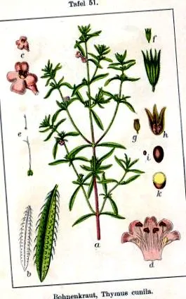 lexicon