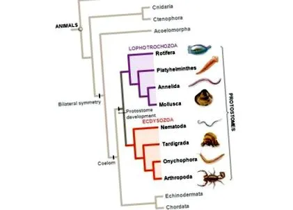 cnidaria съдържание