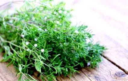 herba також herba також використовується