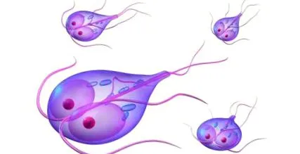 симптом giardia
