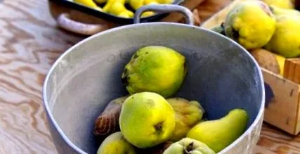 gutui fructe
