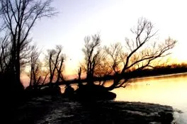 dunării moare