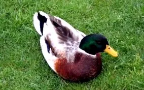 găini animale