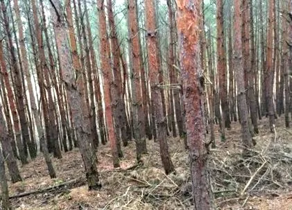 открили какво