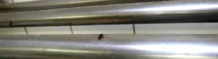 припинив пекарні