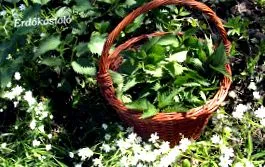 кухні кухні