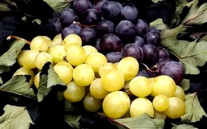 гроздови семки грозде