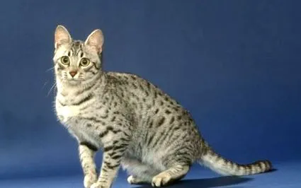zooplus котки