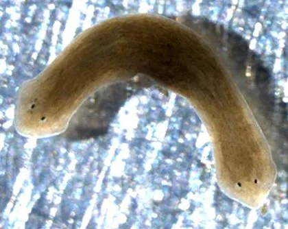 Phylum Platyhelminthes filo