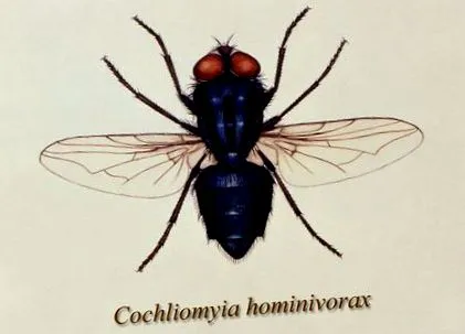 белоопашати паразити