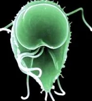 Giardia intestinalis жінки