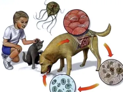 giardia humanos
