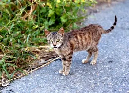 katze антибиотик