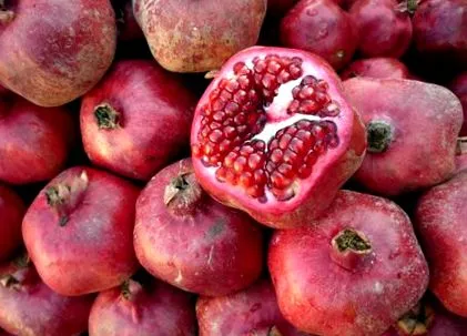 horticulturală