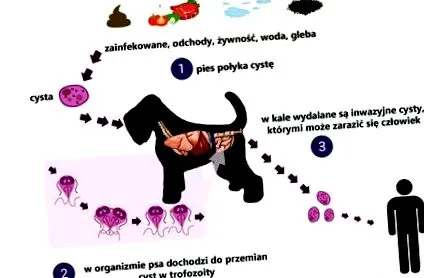 objawy giardia