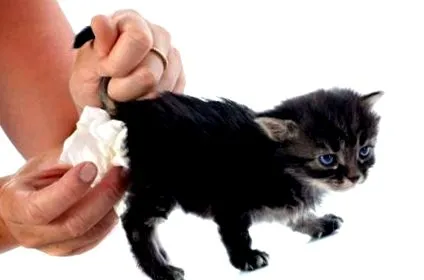 gatto giardia