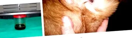 pasa giardia