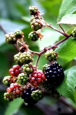 ожина rubus