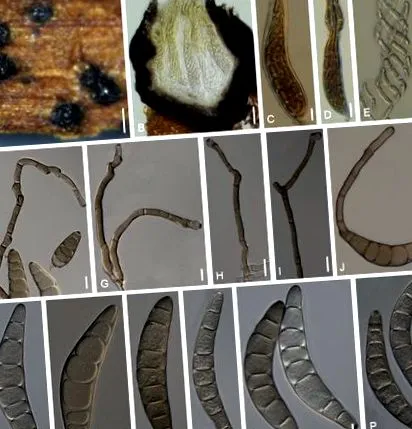 helminthosporium sativum