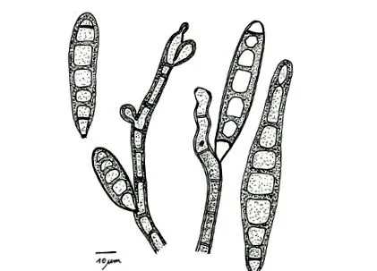 лечение helminthosporium