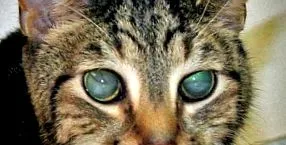 котів котів