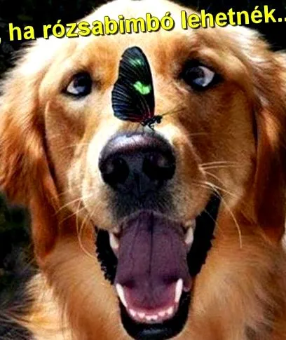 може бъде