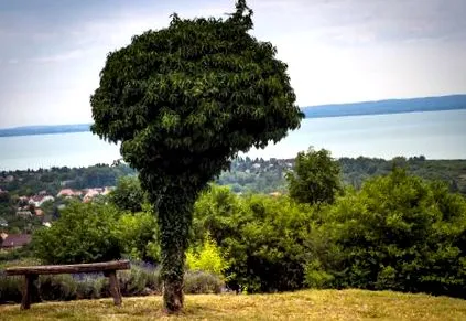 lacul lacul
